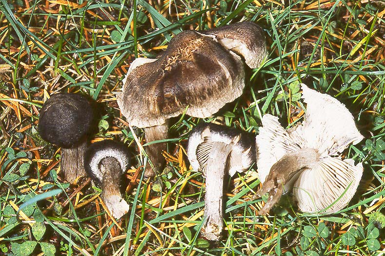 Tricholoma atrosquamosum